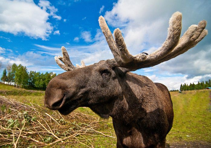 Moose visit in the holiday home